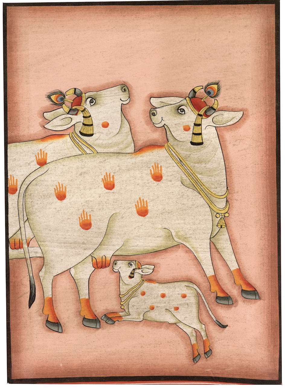 Kamdhenu Cows with Calf Nandini - Nakhrro