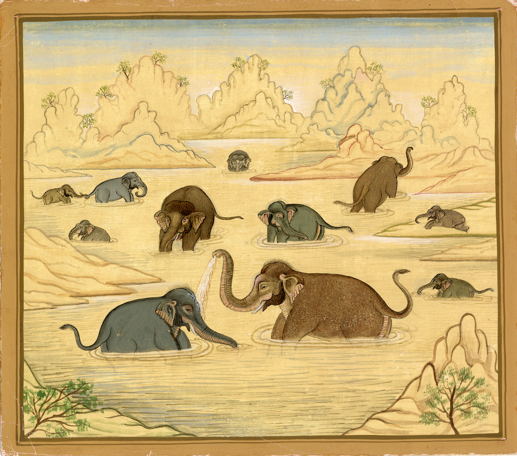 Bath Of Elephants