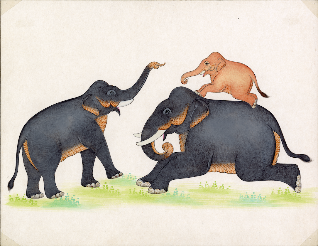 Family Of Elephants Playing